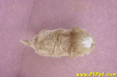 02/20馬爾泰迪母幼犬1號(新竹市)11