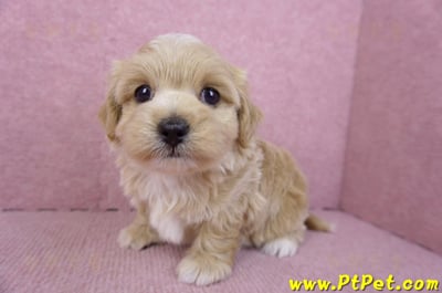 02/20馬爾泰迪母幼犬2號(高雄前鎮)7