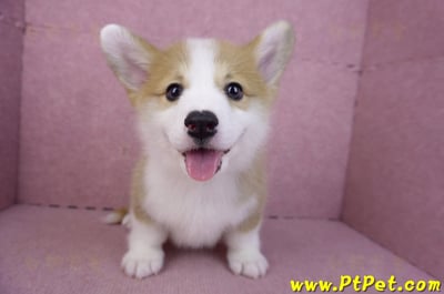 11/30雙色柯基犬公幼犬2號(高雄鳳山)1