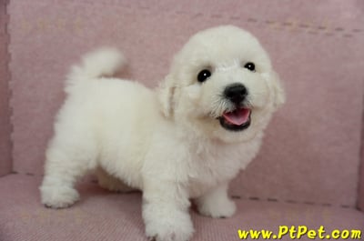 03/11比熊犬公幼犬(新北林口)4