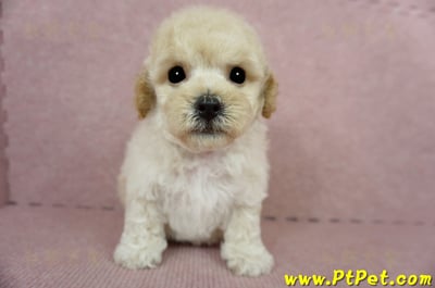 03/12泰迪比熊公幼犬(高雄鳳山)3