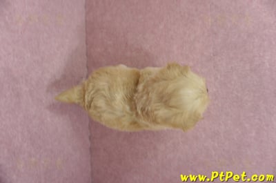 04/23奶油色馬爾泰迪公幼犬3號(台東卑南)11