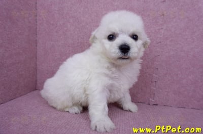 07/22比熊犬公幼犬3號(台北北投)3