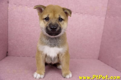 06/09赤色柴犬公幼犬3號(高雄橋頭)1