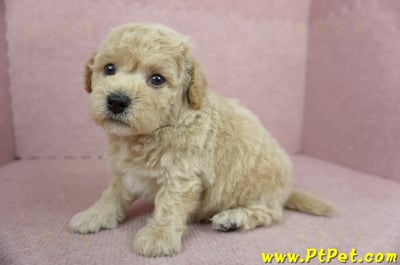 11/08泰迪比熊公幼犬3號(新北新店)6