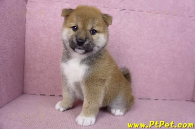 01/11赤色柴犬母幼犬1號(花蓮吉安)10