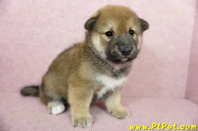 06/04赤色長毛柴犬公幼犬(桃園八德)4