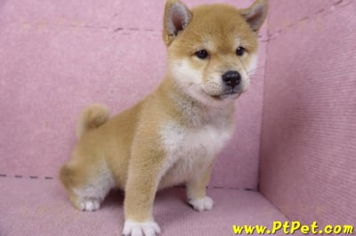 02/06赤色柴犬母幼犬(新竹東區)6