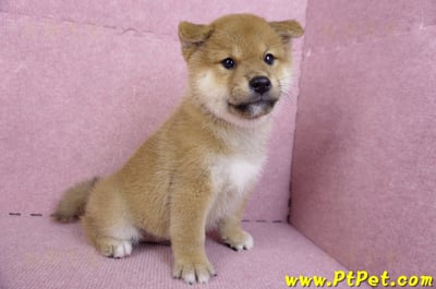 10/15赤色柴犬公幼犬(高雄前金)5