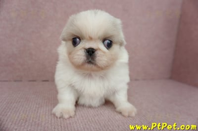 12/28北京狗母幼犬(桃園龍潭)2