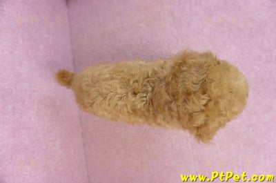 02/11奶油貴賓公幼犬11