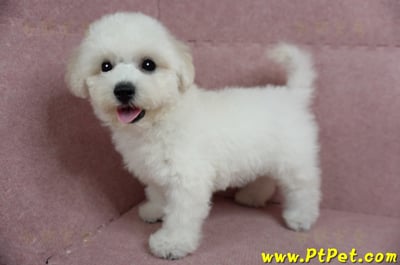 05/20比熊犬公幼犬1號(新北樹林)9