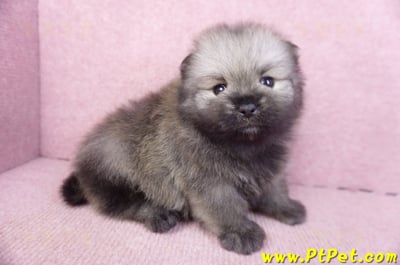 02/10棕色松鼠博美公幼犬4