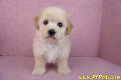 09/23泰迪比熊母幼犬(高雄鳳山)2