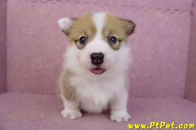 05/31雙色柯基犬母幼犬(屏東新埤)1