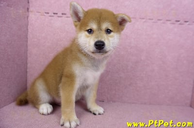 06/02赤色柴犬公幼犬(高雄林園)3