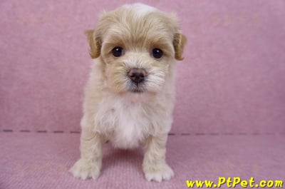 08/06奶油色馬爾泰迪母幼犬2號(高雄鳳山)2