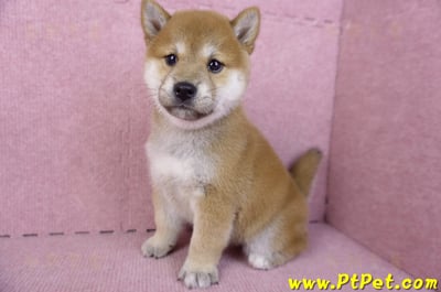 10/15赤色柴犬母幼犬(高雄苓雅)9