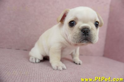 01/14奶油色法國鬥牛母幼犬(高雄三民)8