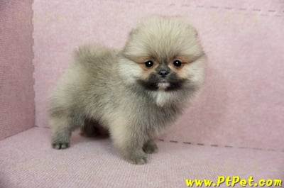 02/11迷你型松鼠棕博美公幼犬(新竹竹北)4