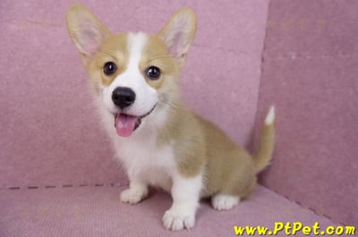 05/27雙色柯基犬公幼犬(台中西屯)15