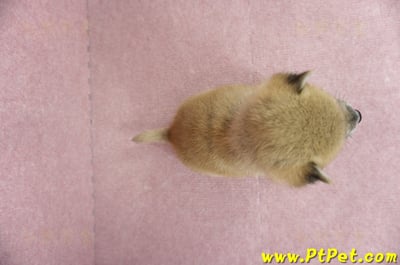 04/29赤色柴犬母幼犬2號(高雄鼓山)6