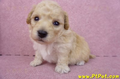 04/01泰迪比熊公幼犬2號(高雄前鎮)5