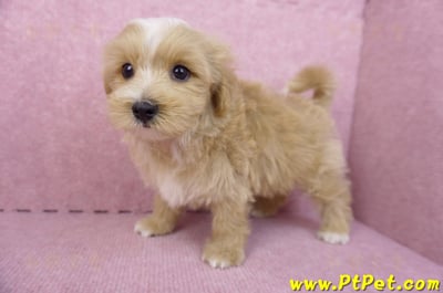 06/25馬爾泰迪公幼犬8