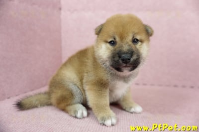 05/11赤色柴犬母幼犬2號(台南南區)3