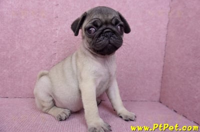 07/09巴哥母幼犬(新竹竹北)4