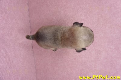 07/09巴哥公幼犬1號(台南關廟)10