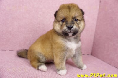 06/24赤色長毛柴犬公幼犬(屏東內埔)4