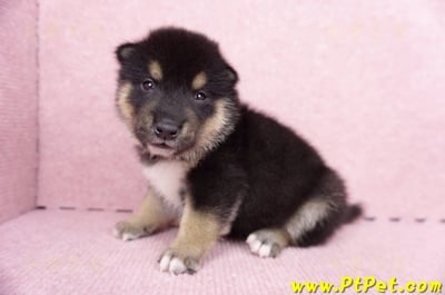 07/05黑色柴犬公幼犬2號(高雄岡山)5