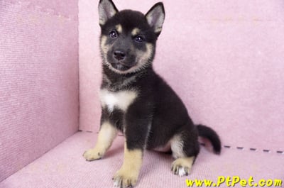 07/05黑色柴犬母幼犬2號(台北中山)10