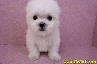 07/26迷你型馬爾濟斯 II 公幼犬1號(台北松山)2