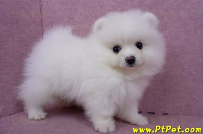 05/22迷你型松鼠白博美公幼犬(高雄美濃)4