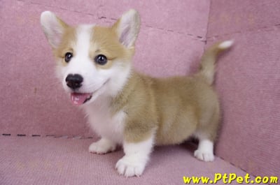 11/30雙色柯基犬公幼犬2號(高雄鳳山)9