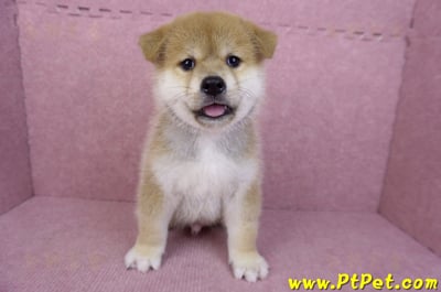 05/20赤色柴犬公幼犬(苗栗公館)3