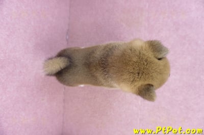 01/11赤色柴犬母幼犬4號(屏東九如)11