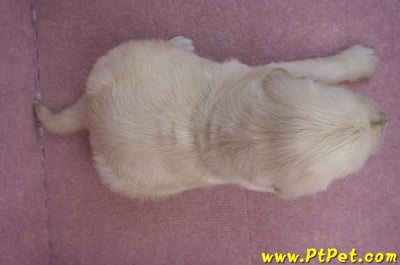 01/10黃金獵犬公幼犬3號7