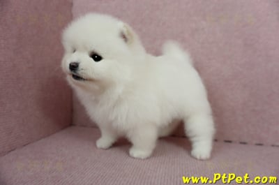 12/27迷你型松鼠白博美母幼犬(高雄三民)12