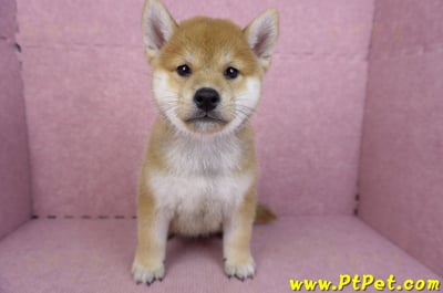 07/22赤色柴犬公幼犬(桃園中壢)1
