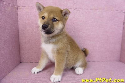 11/08赤色柴犬母幼犬(屏東九如)11