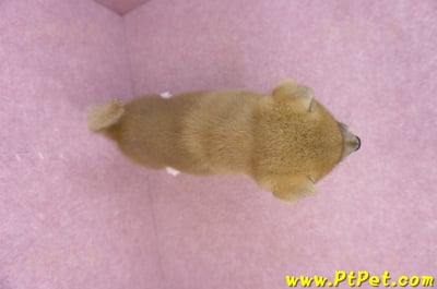 06/02赤色柴犬母幼犬10