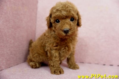 04/15玩具型紅貴賓公幼犬1號(屏東竹田)5