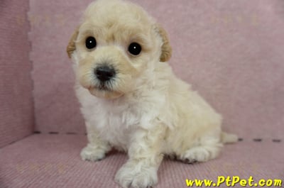 03/12泰迪比熊公幼犬2號(新竹香山)10