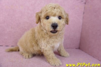 01/20泰迪比熊公幼犬(屏東內埔)6