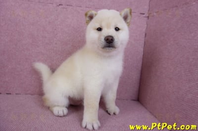 11/19白色柴犬公幼犬(高雄鳳山)5