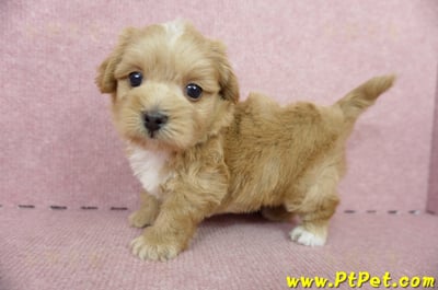 05/05奶油色馬爾泰迪母幼犬2號(高雄楠梓)10