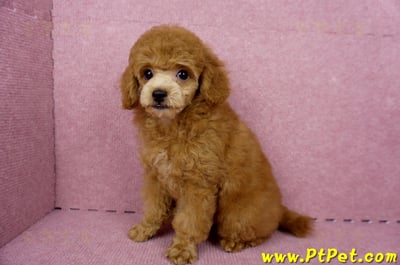 05/22迷你型紅貴賓母幼犬(屏東高樹)10